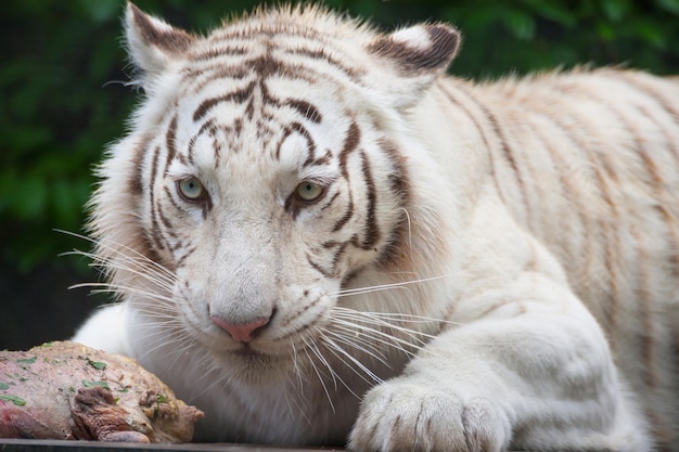 Tigre de bengala branco olhando para a câmera na florestadia