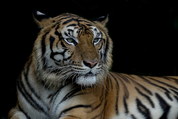 Tigre de bengala de close-up e fundo preto