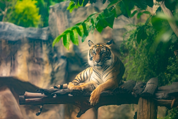 Tigre de bengala descansando na floresta