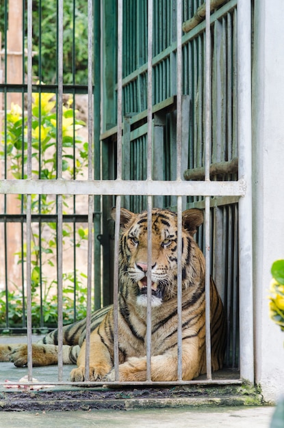 Tigre de Bengala em cativeiro