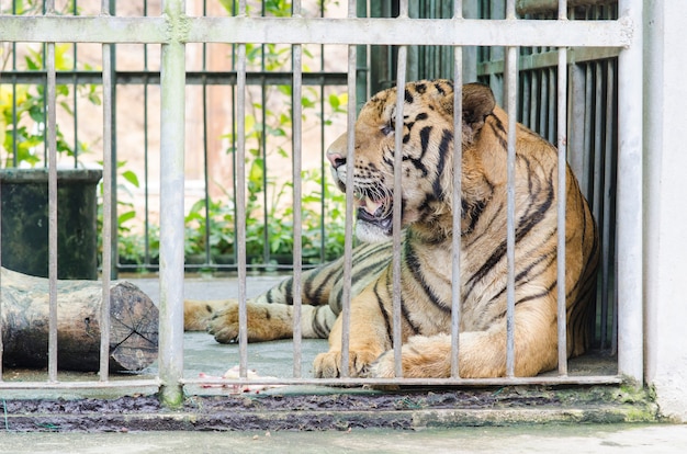 Tigre de Bengala em cativeiro