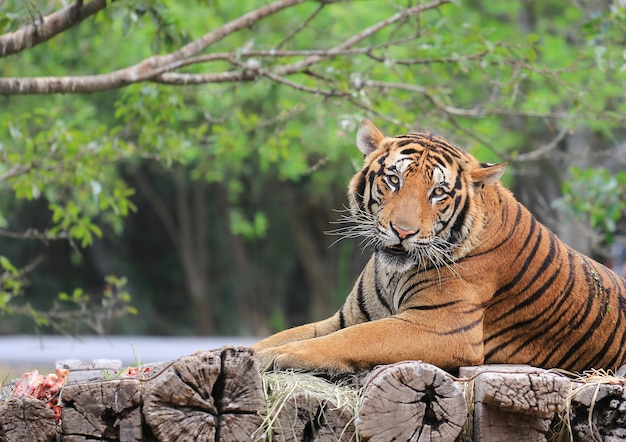Tigre de Bengala em um jardim zoológico de madeira do início de uma sessão que olha a câmera.