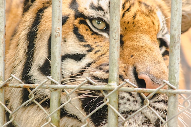 Tigre de Bengala em uma gaiola de ferroxAxA