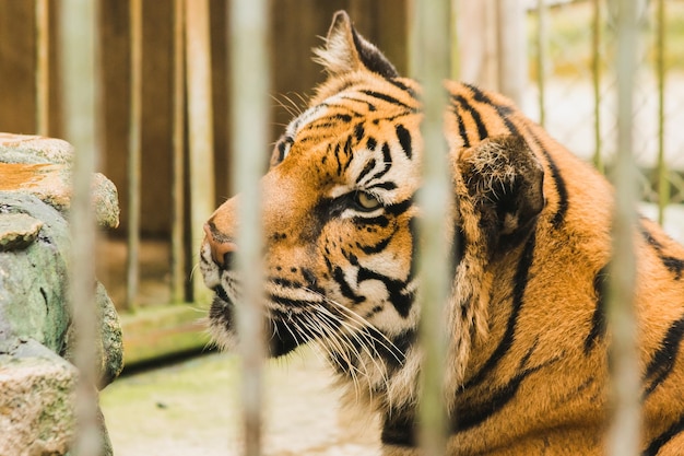 Tigre de bengala em uma gaiola de ferroxaxa