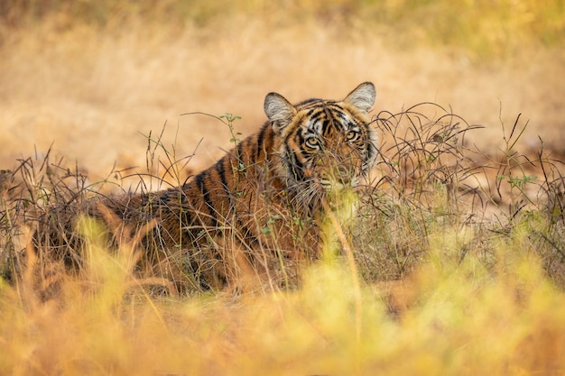 Tigre de Bengala incrível na natureza