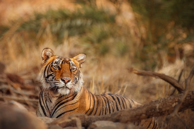 Tigre de bengala incrível na natureza