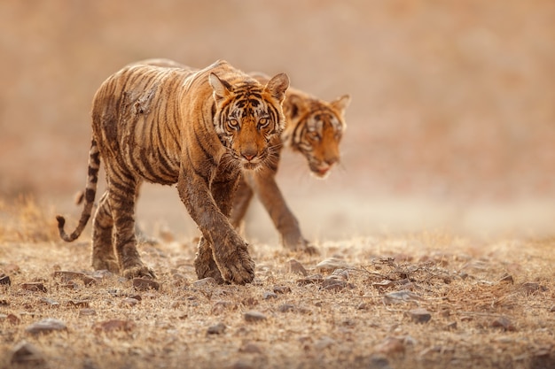 Tigre de bengala incrível na natureza