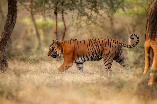 Tigre de Bengala incrível na natureza