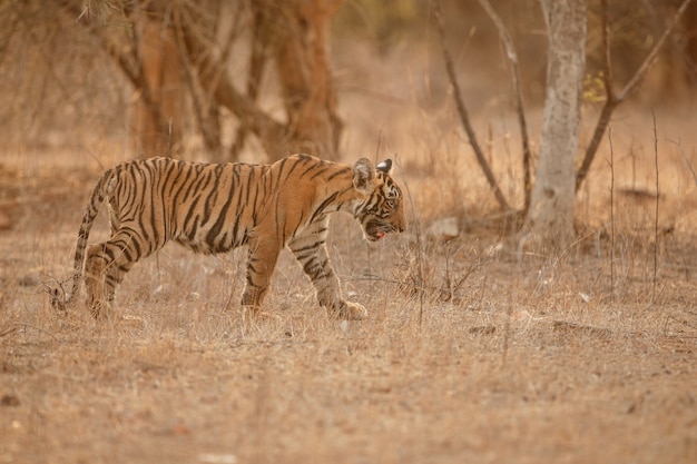 Tigre de Bengala incrível na natureza