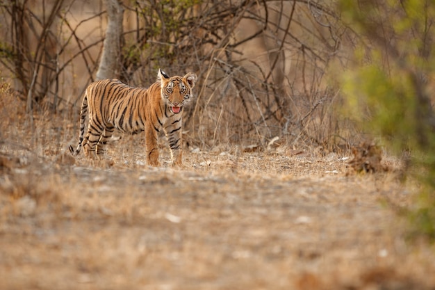 Tigre de Bengala incrível na natureza