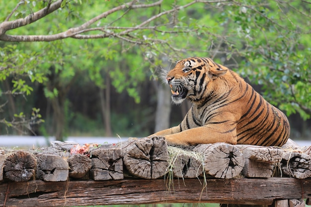 Tigre de bengala irritado que encontra-se em um jardim zoológico de madeira do início de uma sessão.