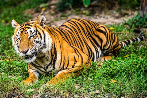 Tigre de bengala na floresta