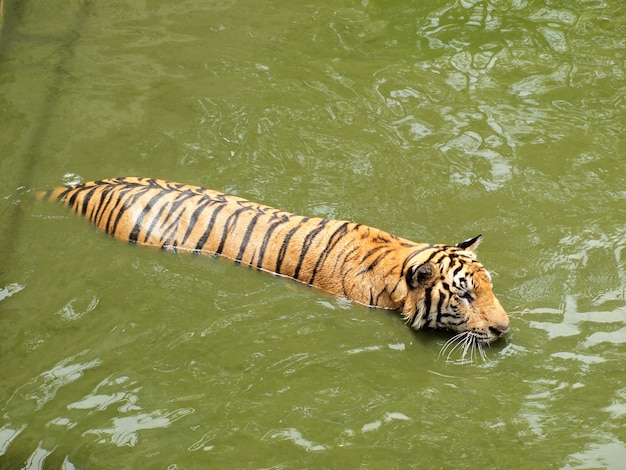 Tigre de bengala real