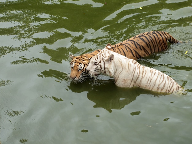 Tigre de bengala real