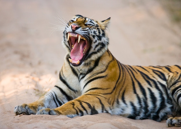 Tigre de Bengala selvagem deitado na estrada na selva. Índia.