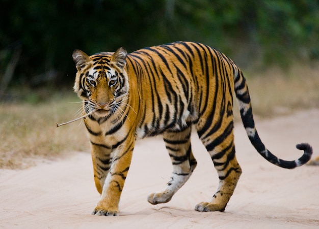 Foto tigre de bengala selvagem em pé na estrada na selva. índia.