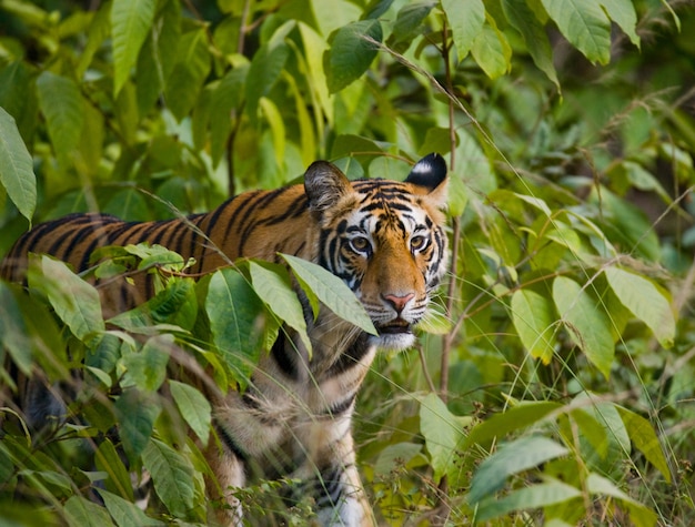 Tigre de bengala selvagem olha para fora dos arbustos na selva. índia.