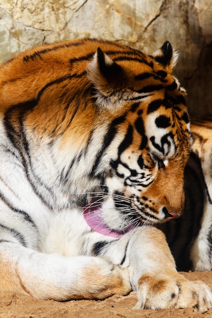 Foto tigre de bengala