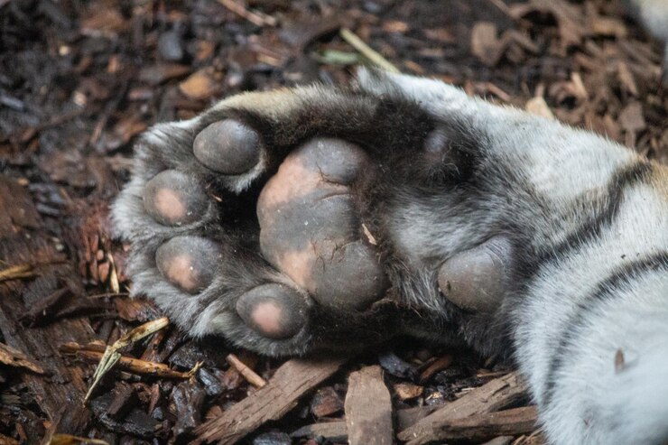 Foto tigre de sumatra dormindo perto do olho da cauda de pele da pata