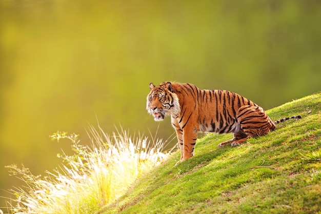 Tigre de Sumatra na encosta à luz da manhã