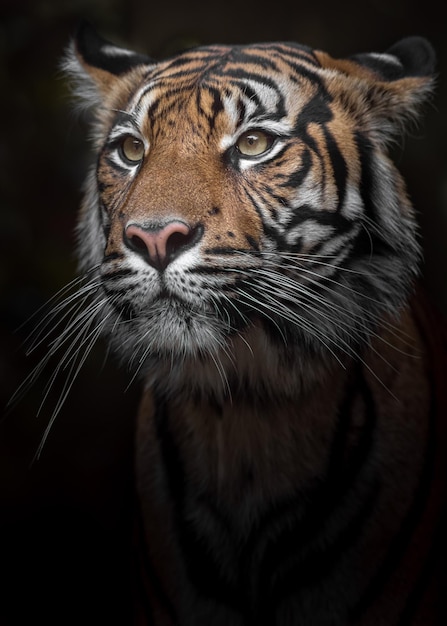 Tigre de Sumatra