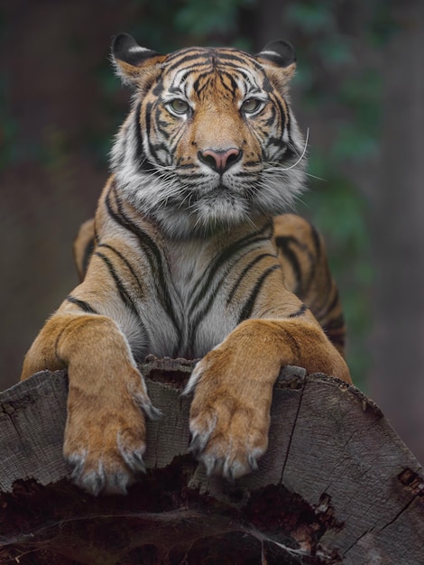 tigre de Sumatra