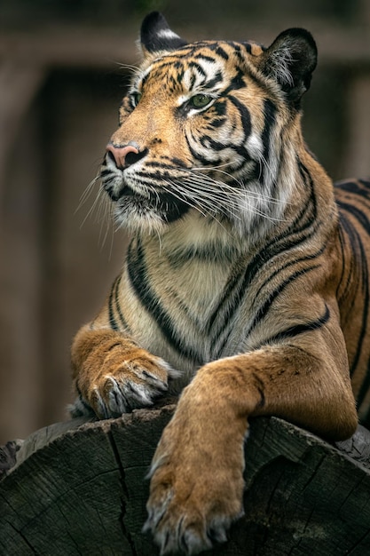 tigre de Sumatra
