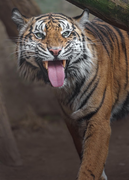 tigre de Sumatra