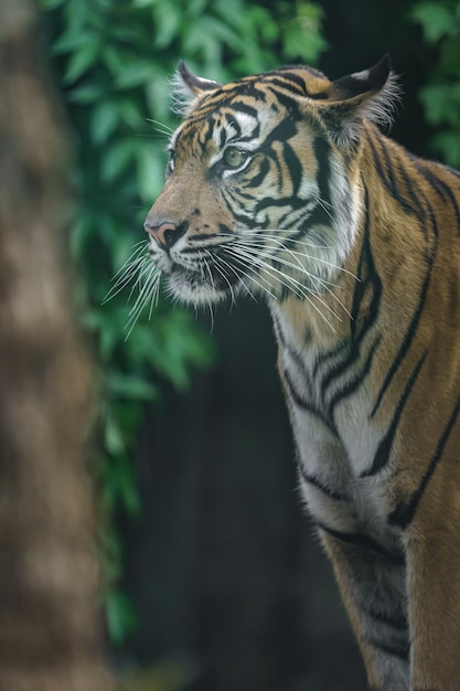 tigre de Sumatra