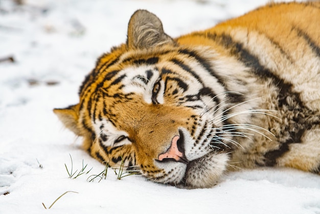 Tigre deitado na neve lindo tigre siberiano selvagem na neve