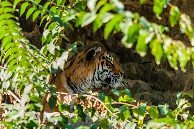 Tigre descansando na sombra close-up