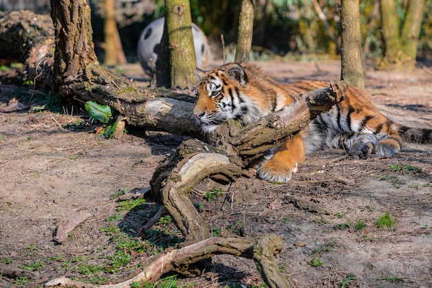 Tigre descansando en la selva Royel bangel tiger descansando a la sombra