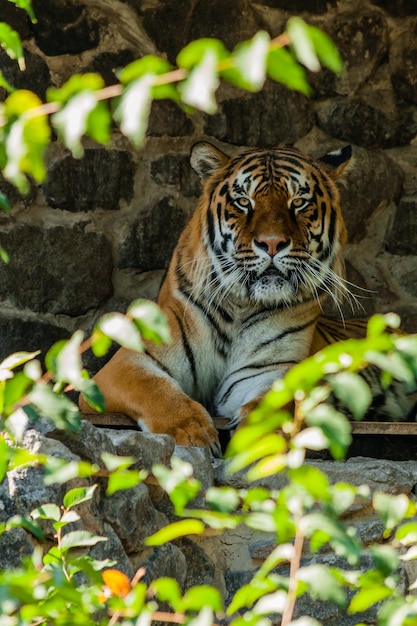 Tigre descansando a la sombra de cerca