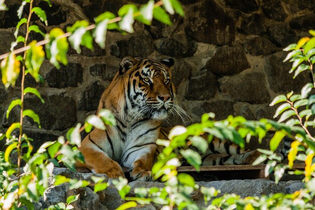 Tigre descansando a la sombra de cerca