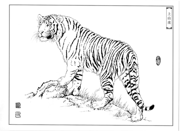 Tigre desenhado à mão