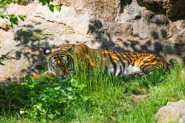 Foto tigre dormindo na grama