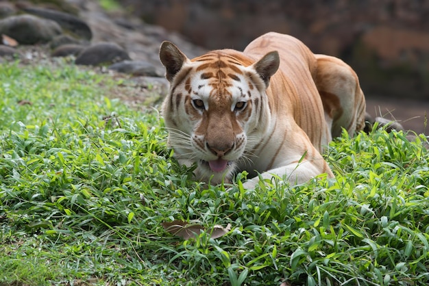 tigre dourado descansando na grama