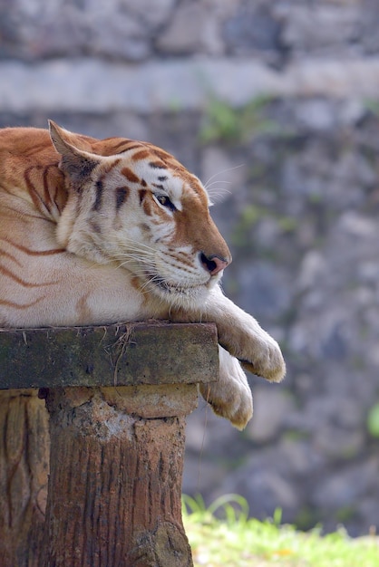 Tigre dourado raro em seu ambiente