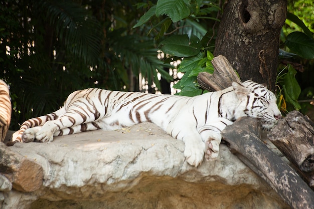 Foto tigre durmiente