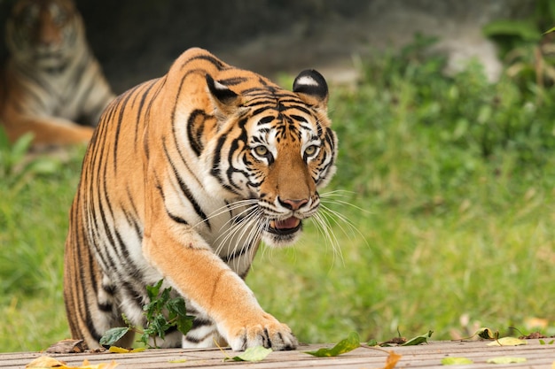 Foto tigre em pé na floresta