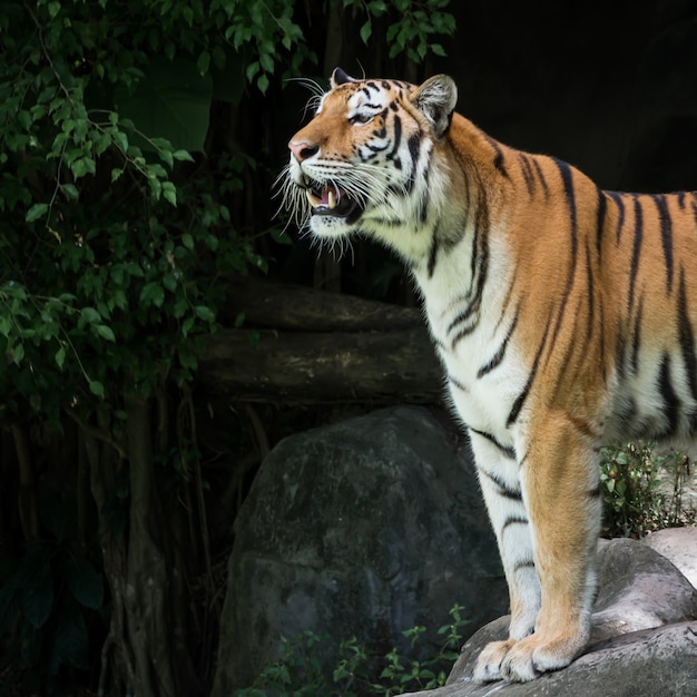 tigre em pé na rocha na floresta