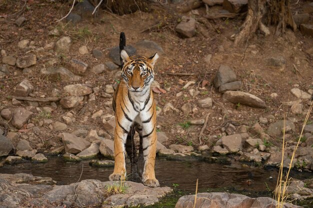 Tigre em seu habitat natural