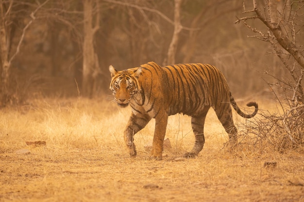 Tigre em seu habitat natural