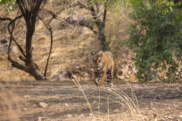 Tigre em seu habitat natural