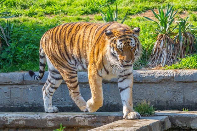 Tigre em um zoológico de vida selvagem um dos maiores carnívoros da natureza