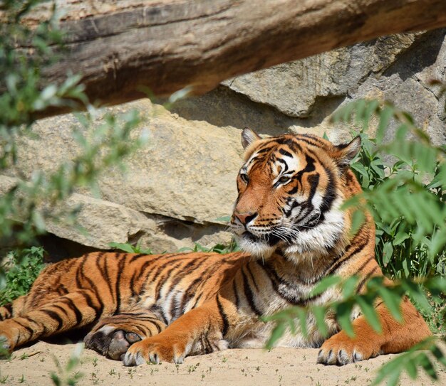 Tigre em um zoológico