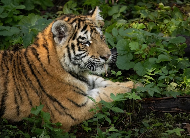 Un tigre está descansando en el bosque en un primer plano en una reserva natural