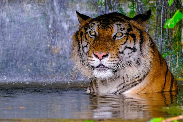 El tigre está detrás de las ramas verdes.