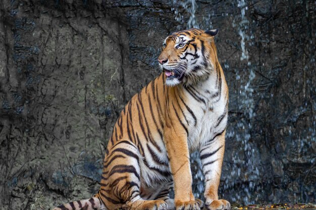 El tigre está sentado y muestra la lengua frente a la mini cascada en Tailandia