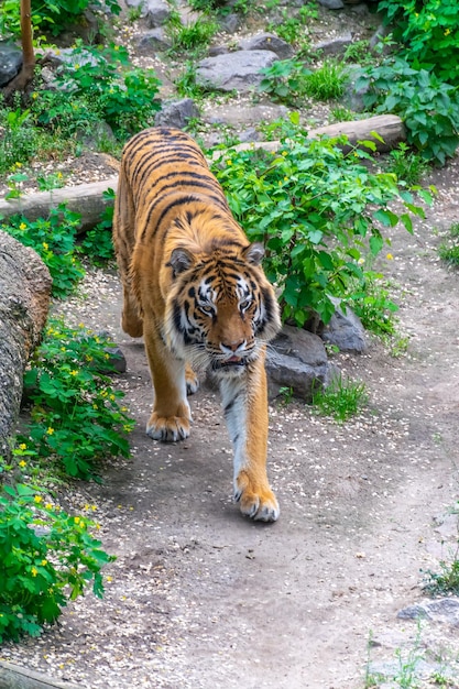 Un tigre grande y peligroso se cuela entre los matorrales. Tigre acechando presa.